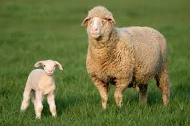What is so Special About Merino Wool?